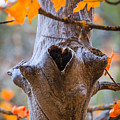 Autumn Love