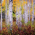 Fall is my favorite