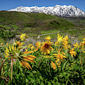 Spring blooms at Art Nord