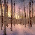 Winter Evening Glow